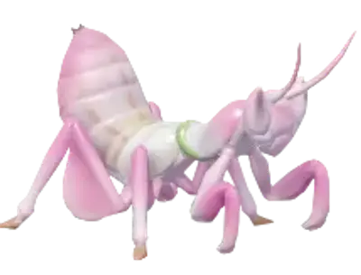 Mantis Orquídea