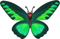 Mariposa brookiana