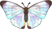 Mariposa morpho sulkowskyi